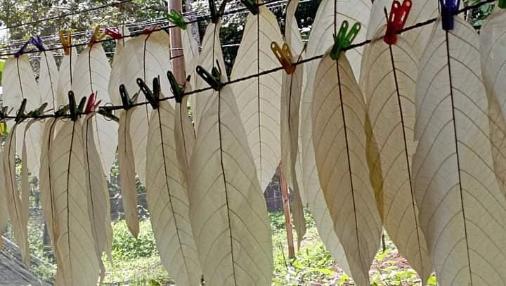 Post-Harvest Techniques